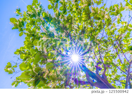 日本の横浜都市景観 緑と白が映えるハクウンボク（白雲木）…。花言葉は壮大、愛の旅、朗らかな人＝27日 125500942