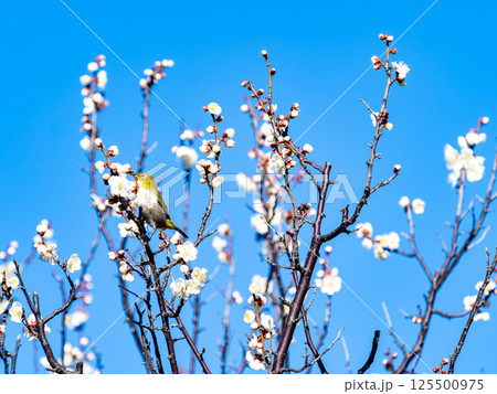 満開の梅の花に訪れたかわいいメジロ 満開の梅の花に訪れたかわいいメジロ 125500975