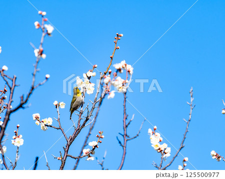 満開の梅の花に訪れたかわいいメジロ 満開の梅の花に訪れたかわいいメジロ 125500977