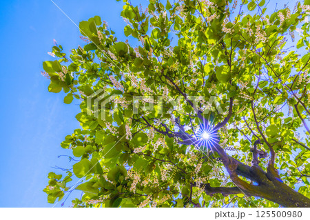 日本の横浜都市景観 緑と白が映えるハクウンボク（白雲木）…。花言葉は壮大、愛の旅、朗らかな人＝27日 125500980