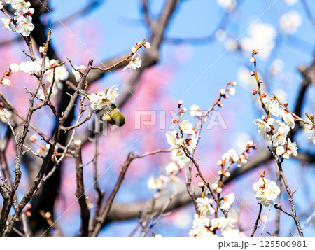 満開の梅の花に訪れたかわいいメジロ 125500981