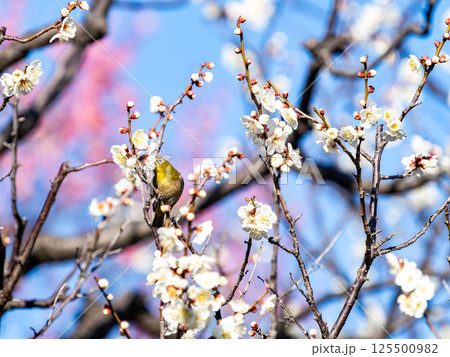 満開の梅の花に訪れたかわいいメジロ 125500982