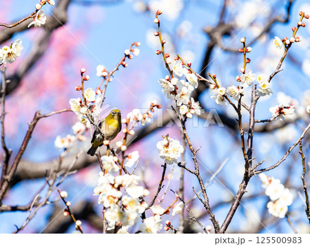 満開の梅の花に訪れたかわいいメジロ 125500983