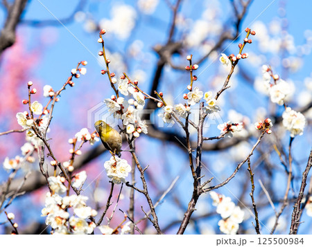 満開の梅の花に訪れたかわいいメジロ 満開の梅の花に訪れたかわいいメジロ 125500984