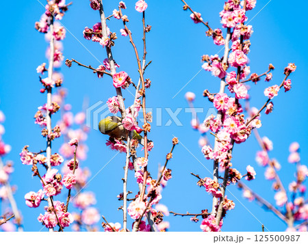 満開の梅の花に訪れたかわいいメジロ 125500987