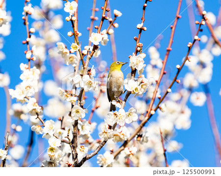 満開の梅の花に訪れたかわいいメジロ 満開の梅の花に訪れたかわいいメジロ 125500991