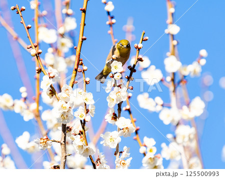 満開の梅の花に訪れたかわいいメジロ 125500993
