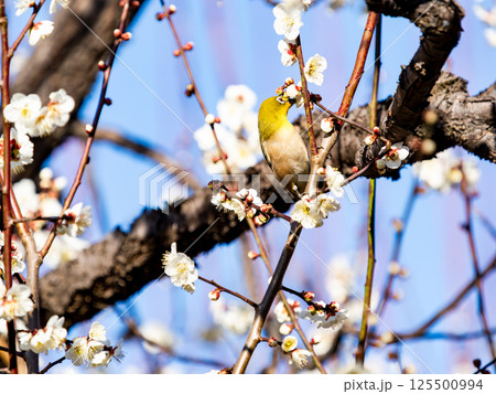 満開の梅の花に訪れたかわいいメジロ 125500994