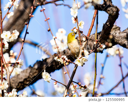 満開の梅の花に訪れたかわいいメジロ 125500995