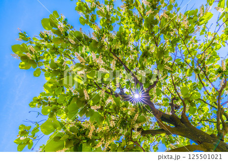 日本の横浜都市景観 緑と白が映えるハクウンボク（白雲木）…。花言葉は壮大、愛の旅、朗らかな人＝27日 125501021