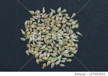 千日紅のタネ 千日紅のタネ 125501025