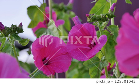 flowers of pink Lavatera (malvaceae), or annual, rose, regal Mallow in garden close up. flowers of pink Lavatera (malvaceae), or annual, rose, regal Mallow in garden close up. 125501043