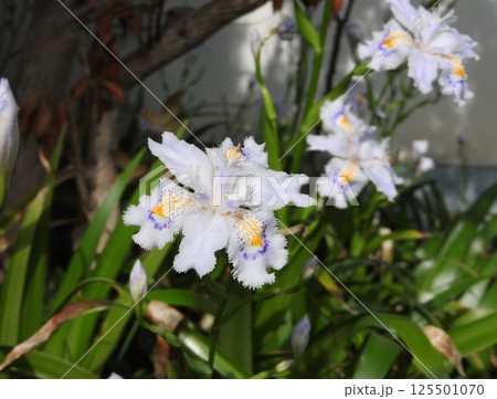 アヤメ科の多年草「シャガ」の花 125501070