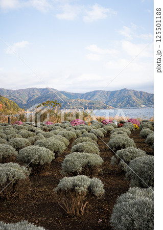 View of Kochia bush garden with tourists at Oishi park View of Kochia bush garden with tourists at Oishi park 125501188