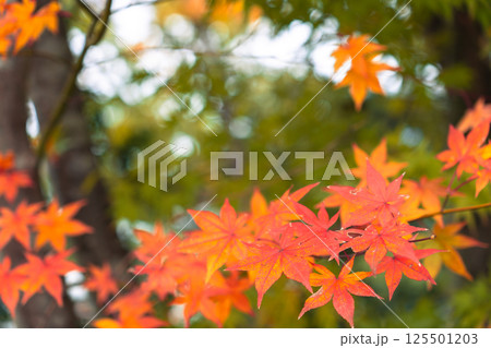 Beautiful maple leaves in foreground and blurry green leaves background during autumn season Beautiful maple leaves in foreground and blurry green leaves background during autumn season 125501203