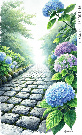 梅雨の晴れ間に咲く紫陽花 125501466