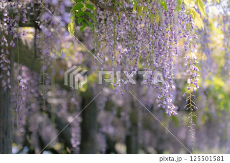 日本古来のムラサキ色の花びらが垂れ下がる藤の花 125501581
