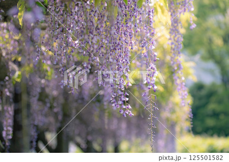 日本古来のムラサキ色の花びらが垂れ下がる藤の花 125501582