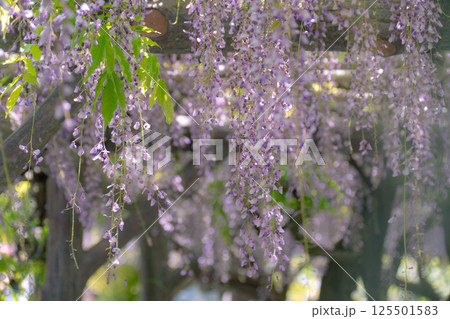 日本古来のムラサキ色の花びらが垂れ下がる藤の花 125501583