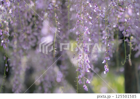 日本古来のムラサキ色の花びらが垂れ下がる藤の花 日本古来のムラサキ色の花びらが垂れ下がる藤の花 125501585