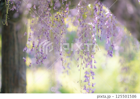 日本古来のムラサキ色の花びらが垂れ下がる藤の花 日本古来のムラサキ色の花びらが垂れ下がる藤の花 125501586
