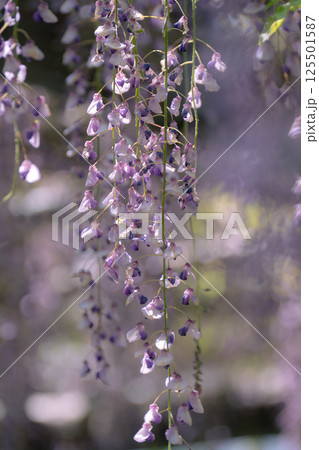 日本古来のムラサキ色の花びらが垂れ下がる藤の花 125501587