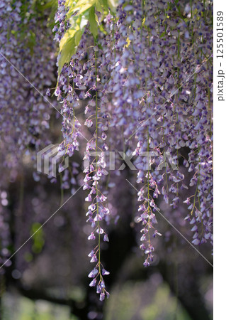 日本古来のムラサキ色の花びらが垂れ下がる藤の花 125501589