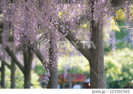 日本古来のムラサキ色の花びらが垂れ下がる藤の花 125501593