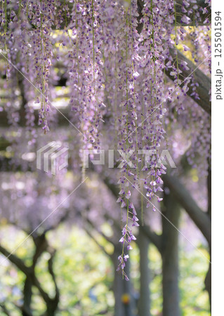 日本古来のムラサキ色の花びらが垂れ下がる藤の花 125501594