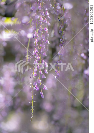 日本古来のムラサキ色の花びらが垂れ下がる藤の花 125501595