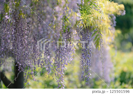 日本古来のムラサキ色の花びらが垂れ下がる藤の花 日本古来のムラサキ色の花びらが垂れ下がる藤の花 125501596
