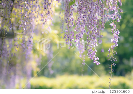 日本古来のムラサキ色の花びらが垂れ下がる藤の花 125501600