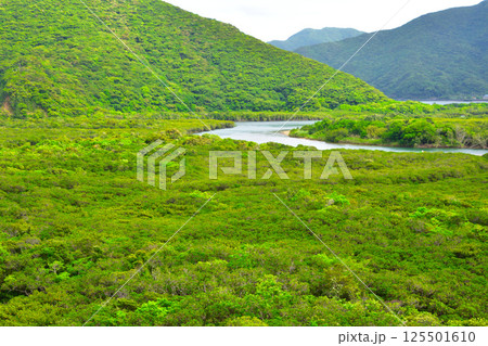 奄美大島　亜熱帯雨林　マングローブ林　役勝川 125501610