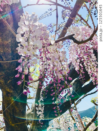 藤と青空の写真素材 藤と青空の写真素材 125501645