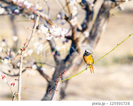 満開の梅に訪れたかわいいジョウビタキ 125501728