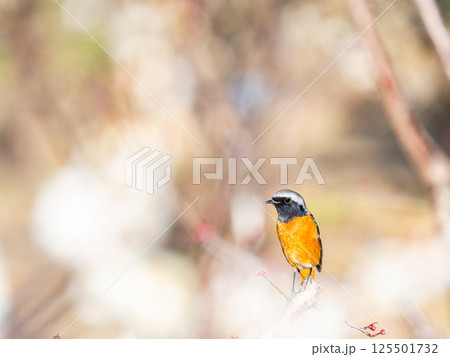 満開の梅に訪れたかわいいジョウビタキ 満開の梅に訪れたかわいいジョウビタキ 125501732