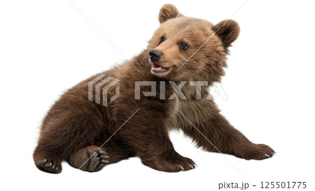 brown bear in a row 125501775