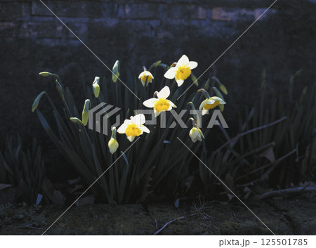 古いレンガの壁沿いに咲く白い水仙 125501785
