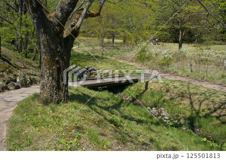 公園の小川にかかる小さな橋-1 公園の小川にかかる小さな橋-1 125501813