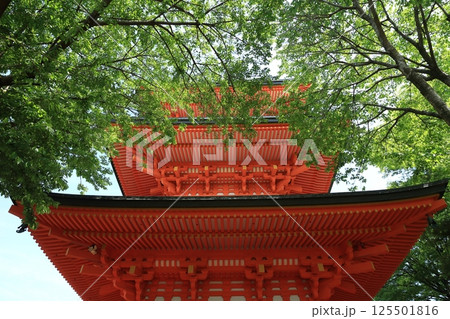 新緑に包まれた三重塔 125501816