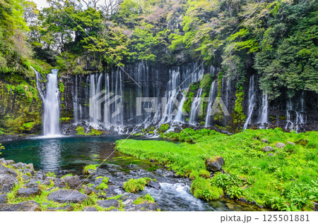 静岡県富士宮市の白糸の滝 125501881