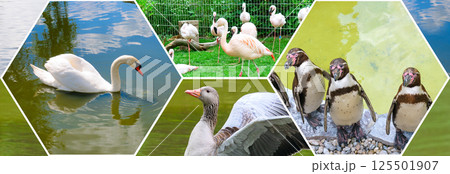 Waterfowl in the wild and in the zoo. Collage. Mosaic pattern. Waterfowl in the wild and in the zoo. Collage. Mosaic pattern. 125501907