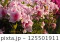 ピンクと赤のツツジの写真 125501911