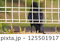 フェンスの向こうのカラスの写真 125501917