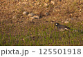 野原にいる野鳥の写真 125501918