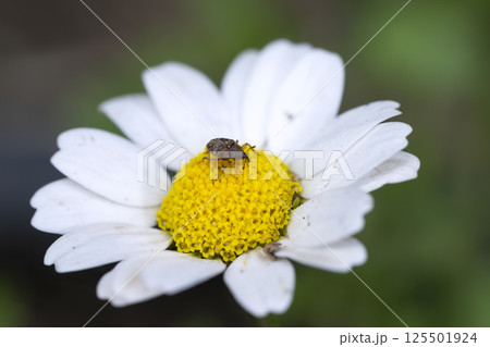 イヌビワシギゾウムシ 125501924