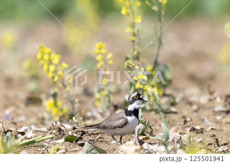 コチドリ 125501941