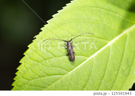 シナノクロフカミキリ 125501943