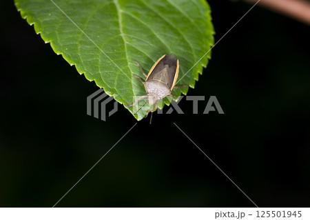 シロヘリカメムシ シロヘリカメムシ 125501945