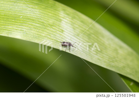 スネアカヒゲナガゾウムシ 125501948